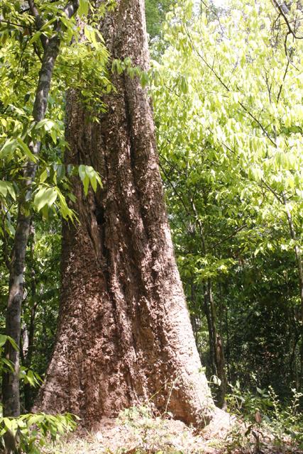 Les esprits de la foret...