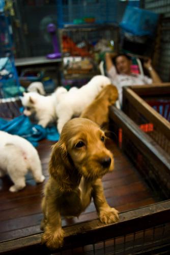 BANGKOK,un dernier tour de marché avant l'ISAN..