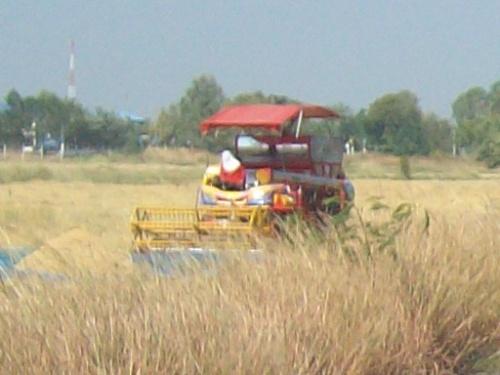 La route du riz...