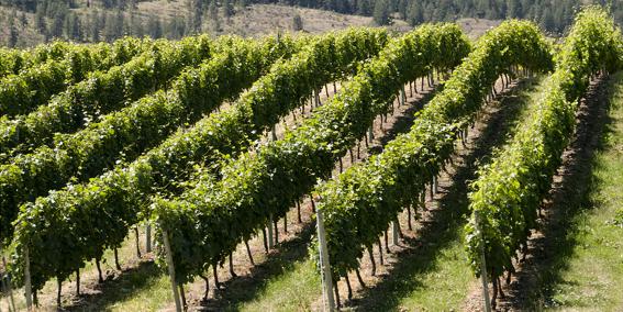 Vignes Okanagan Caractère Original Small Vin rouge de Bordeaux, vin blanc d’Alsace, quelles différences ?