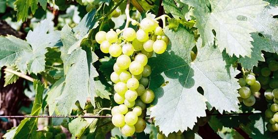 Vigne Blanche Caractère Original Small Vin rouge de Bordeaux, vin blanc d’Alsace, quelles différences ?