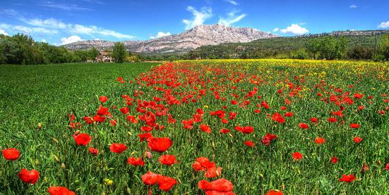 Sud France Coquelicots  La France et ses accents régionaux