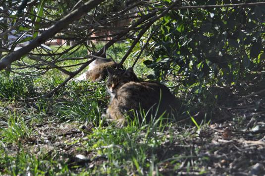 les chats guides touristiques de Torcello