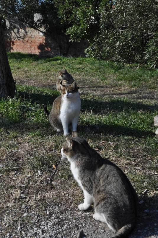 les chats guides touristiques de Torcello