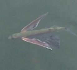 La lagune des poissons volants