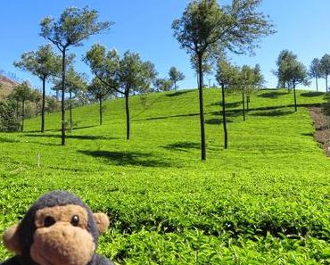 Munnar, de thé en hasard