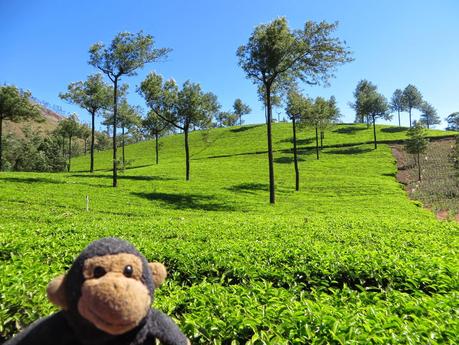 Munnar, de thé en hasard