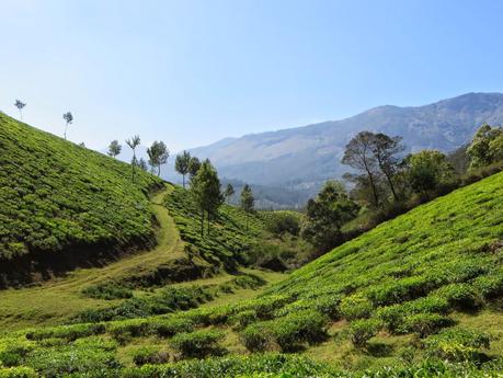 Munnar, de thé en hasard