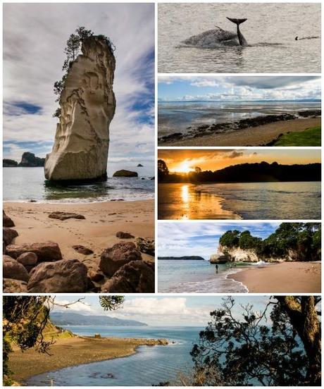 De Auckland à Rotorua, road trip en Nouvelle-Zélande coromandel