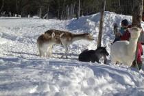 Québec : patiner dans une forêt bien perdue