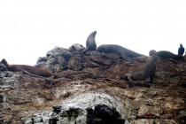 Chili : la réserve préservée de Punta de Choros