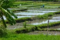 Bali, un coin de paradis victime de son succès