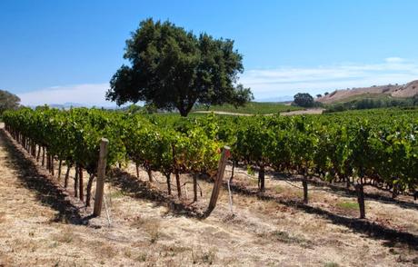 Tremblement de terre à Napa : Le jour d'après...