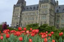 Quand Ottawa se couvre de trois millions de tulipes