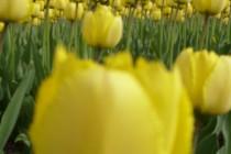 Quand Ottawa se couvre de trois millions de tulipes