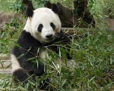 Les pandas de Chengdu, trésor de la Chine