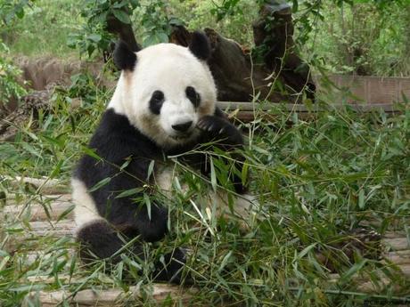 Les pandas de Chengdu, trésor de la Chine