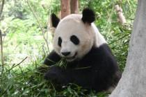 Les pandas de Chengdu, trésor de la Chine