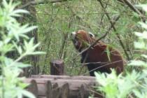 Les pandas de Chengdu, trésor de la Chine