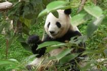 Les pandas de Chengdu, trésor de la Chine