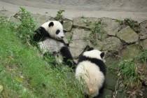 Les pandas de Chengdu, trésor de la Chine