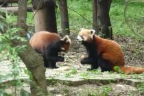 Les pandas de Chengdu, trésor de la Chine