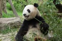 Les pandas de Chengdu, trésor de la Chine