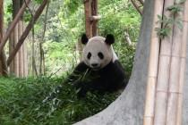 Les pandas de Chengdu, trésor de la Chine