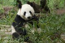 Les pandas de Chengdu, trésor de la Chine