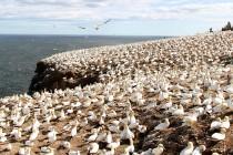 Canada : l’île Bonaventure, paradis des Fous de Bassan