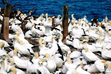 Canada : l’île Bonaventure, paradis des Fous de Bassan