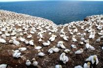 Canada : l’île Bonaventure, paradis des Fous de Bassan