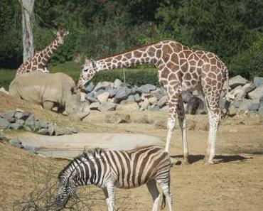Colchester zoo wallpaper-1689754