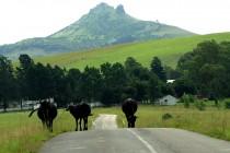 Nord Drakensberg : aux sources de l’Afrique du Sud