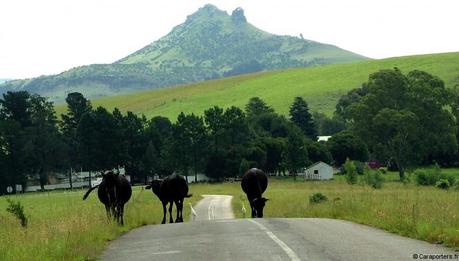 Nord Drakensberg : aux sources de l’Afrique du Sud