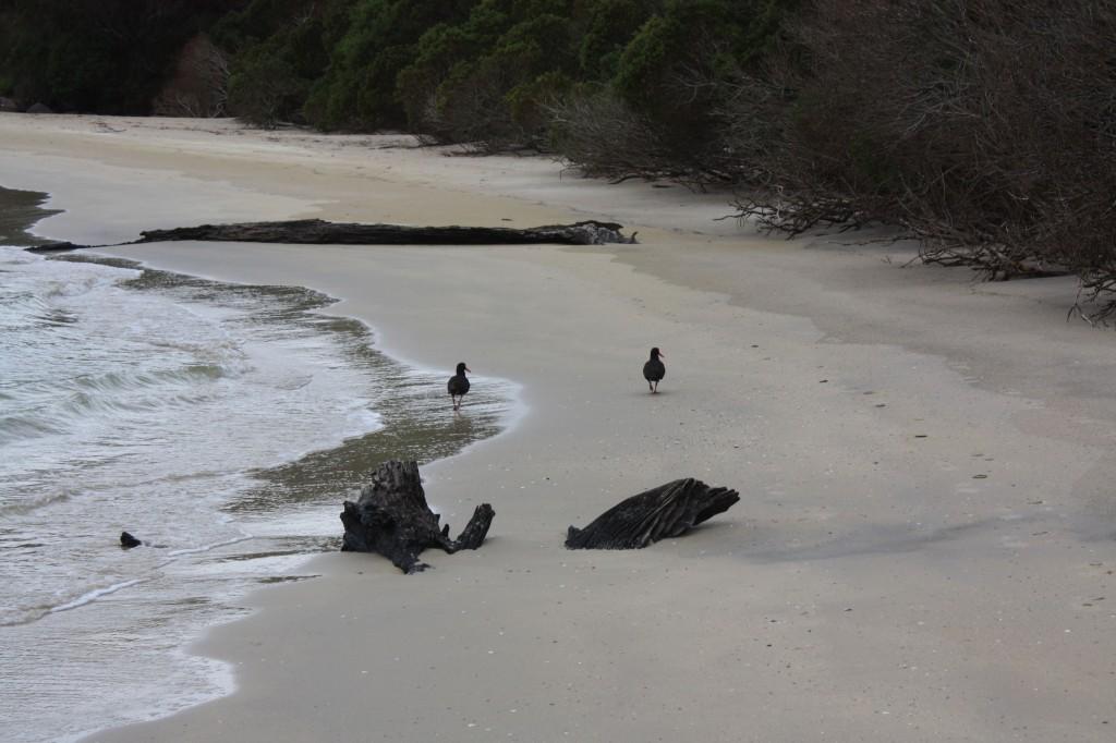 recherche bay cockle creek oiseaux