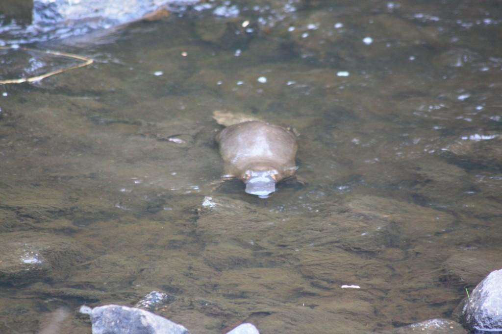 platypus tasmanie 2