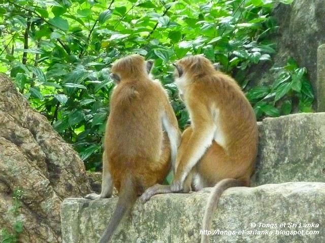 Faut-il partir au Sri Lanka... en couple ou pour sa lune de miel ? Faut-il partir au Sri Lanka... en couple ou pour sa lune de miel ?