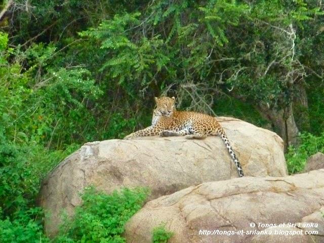 Faut-il partir au Sri Lanka... en couple ou pour sa lune de miel ? Faut-il partir au Sri Lanka... en couple ou pour sa lune de miel ?