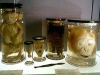 La Chirurgie au Musée La Chirurgie au Musée