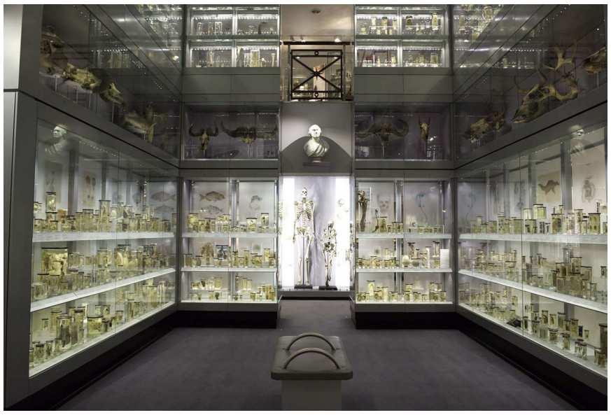 La Chirurgie au Musée