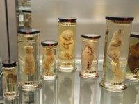 La Chirurgie au Musée La Chirurgie au Musée