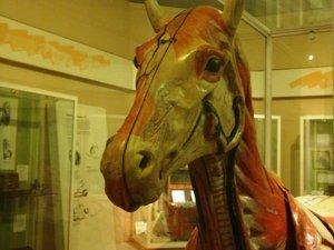 La Chirurgie au Musée La Chirurgie au Musée