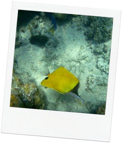 10 choses à faire à Bora Bora jardin_corail