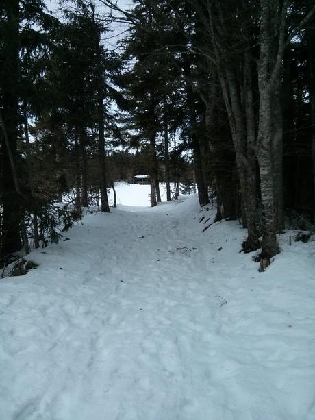 On marche entre les arbres, en direction d'un grand espace et du fameux igloo