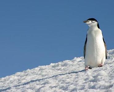 Antarctique : le voyage d'Anne et Michel à bord du MS Fram - Hurtigruten