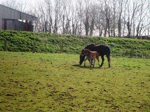 Exmoor et ses poneys sauvages - Exmoor pony center