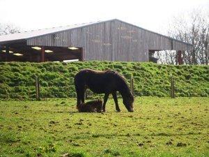 Exmoor et ses poneys sauvages - Exmoor pony center