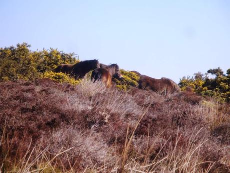 Exmoor ponies (wild)