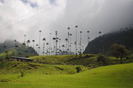 Colombie - Cocora - palmiers2